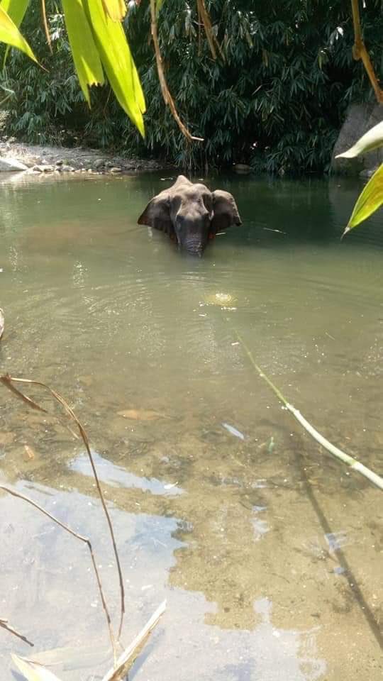 India has a rich culture of treating all species as its companions and partners. All creatures are an integral part of the human universe. Acts like feeding a cracker-filled fruit to an animal are not part of it. @moefcc @PrakashJavdekar @BJP4Keralam