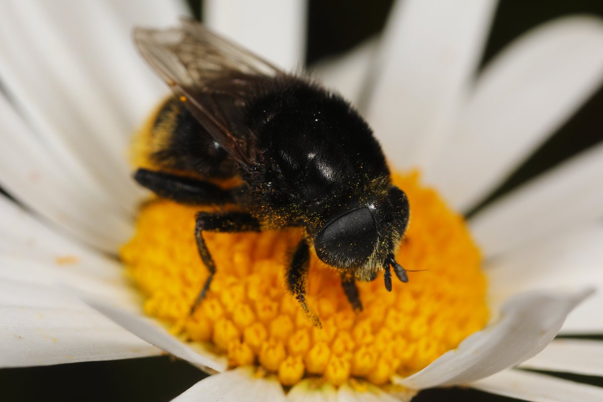 hIokksnkeuernts's tweet photo. Och ne Hummel! 🌼🐝
Nö. Andere Flügel (nur 2!), andere Fühler, behaarte Augen. Des Rätsels Lösung: Dies ist eine Narzissen-#Schwebfliege die auf Hummel macht.
#natur #artenvielfalt #naturfoto #insekten #Diptera #tierfotos #nature #fotos #naturephoto #Syrphidae #Merodon #insects https://t.co/umOoDJkOc1