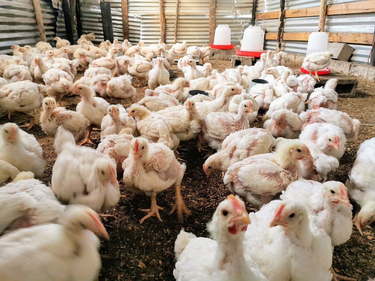 Entrepreneurial Chicken Farmer Entrepreneurial Chicken Farmer