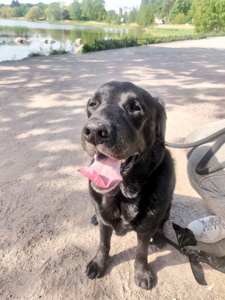 Welcoming the newest addition to our pack! In her first 121, Dora found out she's a good girl. 13/10 would promote immediately. #officedog