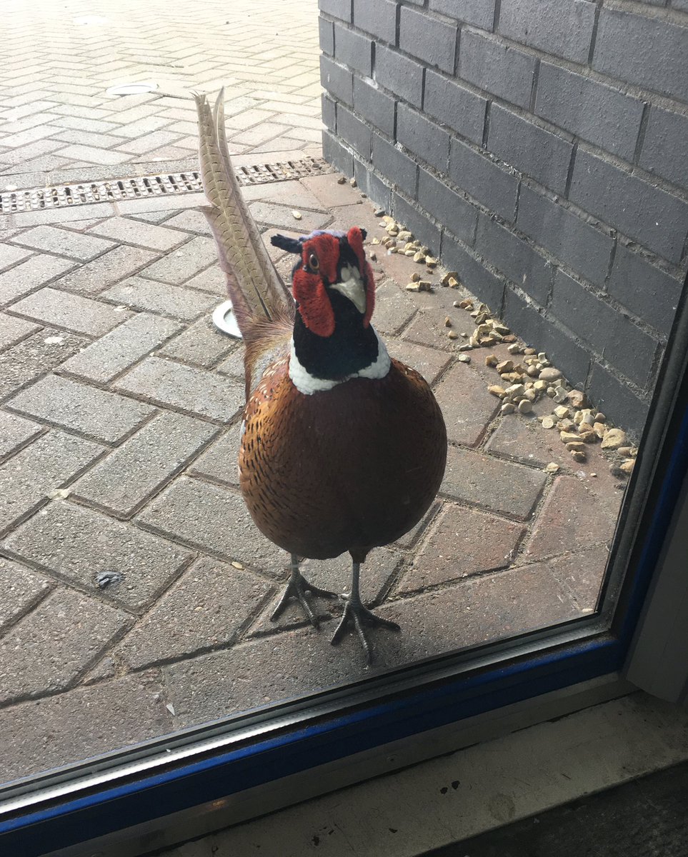 WhitburnSci's tweet photo. Someone heard we are promoting #30DaysWild #randomactofwildness and came knocking on the door of @WhitCofEAcad to get involved! @BiologyWhitburn @Natures_Voice @ChrisGPackham @BBCSpringwatch #naturetakingback #naturetakingover https://t.co/VfMIlUOFpc