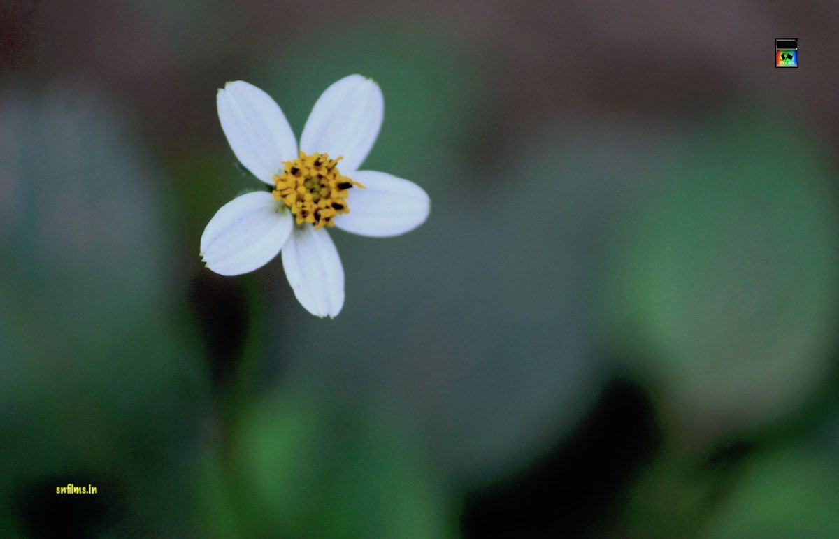 Sanjib__Nath's tweet image. Starting from Next Week...
Even a roadside tiny simple flower can be noticeably beautiful.
Be #unique. Be #noticeable. Be the creator of your own #successStory. We're here at SN FILMS to help you mastering your #skills and achieving your #goals.
snfilms.in/gallery/photog…