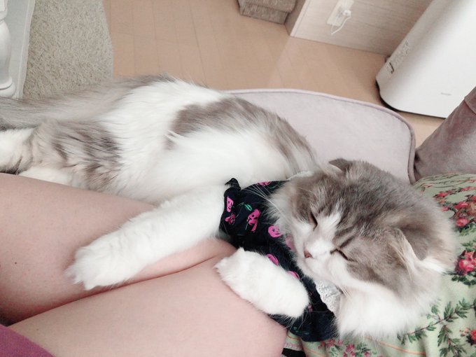 Onosaki1126さんのイラスト一覧