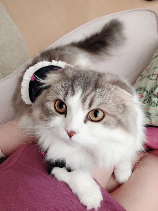 Onosaki1126さんのイラスト一覧