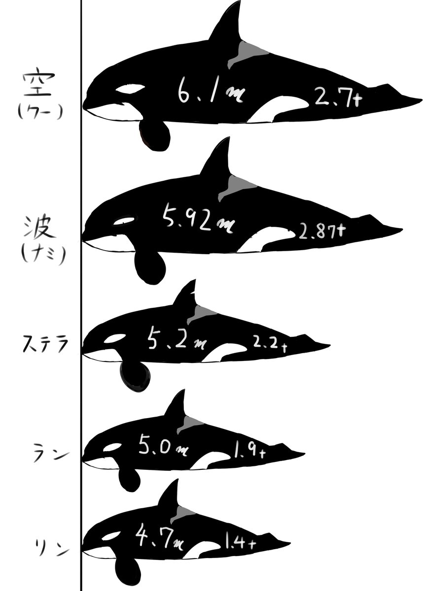 401水族館 ノクターンノベルズ連載中 Pa Twitter 名古屋港水族館歴代シャチの大きさ比べ改訂版 今回は間違って ないはず 情報提供ありがとうございます シャチ 名古屋港水族館 イラスト T Co Aragiuxkse Twitter