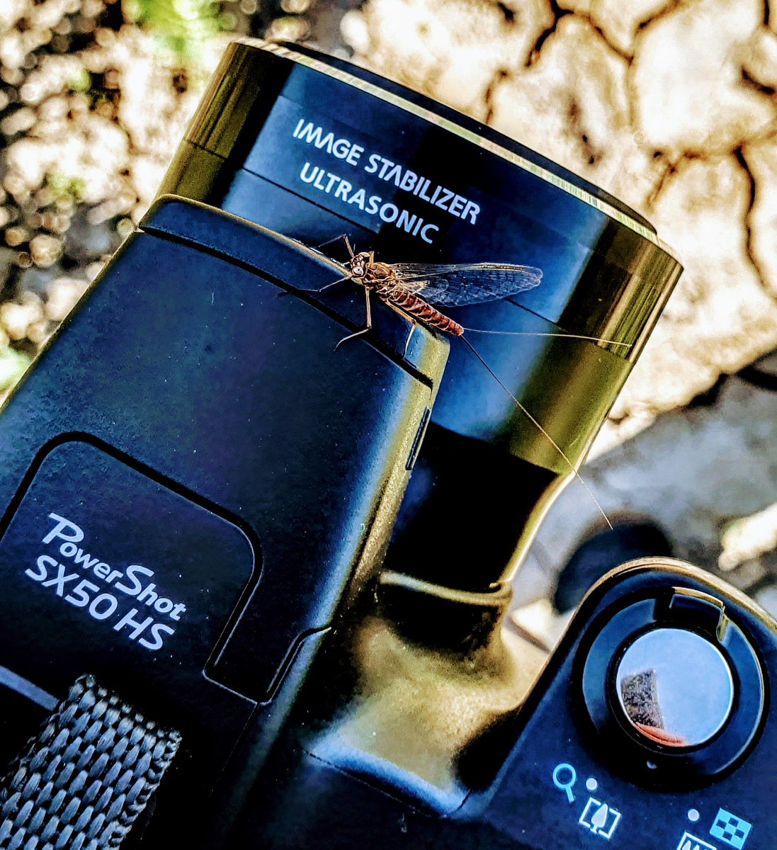 GMcaleaney's tweet photo. Photography is much easier when the wildlife comes to you 😉 #30DaysWild #Springwatch #Northumberland #canonphotography @BBCSpringwatch @ChrisGPackham @IoloWilliams2 @bugboybaker @MeganMcCubbin https://t.co/pWxsBPD4rG