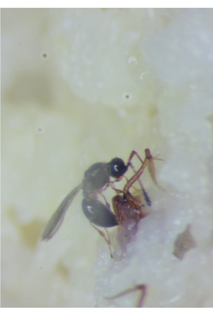 Jinlin Chen is studying fruit flies and their parasitoids  @OxZooDept. For her DPhil she hopes to unravel how communities are assembled and how they respond to climate change, supervised by  @OwenTLewis.