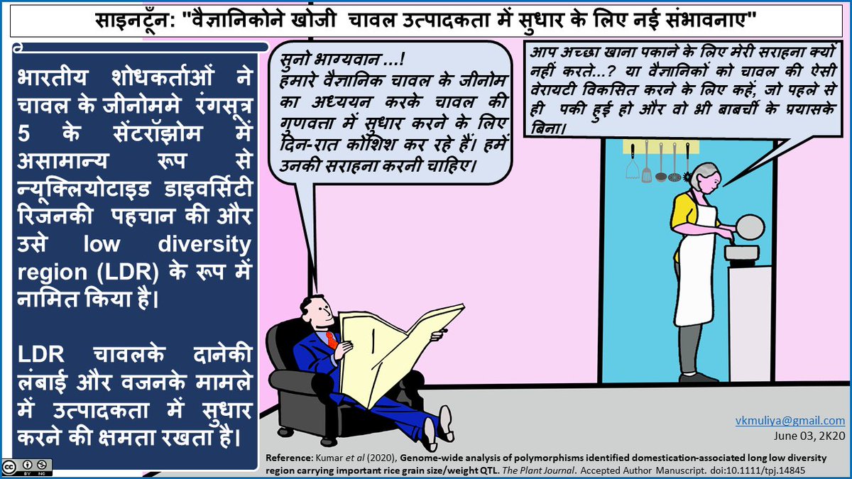vkmuliya's tweet photo. Scientoon on "Researchers find... rice productivity" published in @ThePlantJournal, reported in @indianscinews of @VigyanPrasar. A small video is prepared by me on the same research. https://t.co/2xmTW0dEkQ. 
#scicomm #Scientoon #Genomics #IARI #DBTindia https://t.co/voqImcGnzF