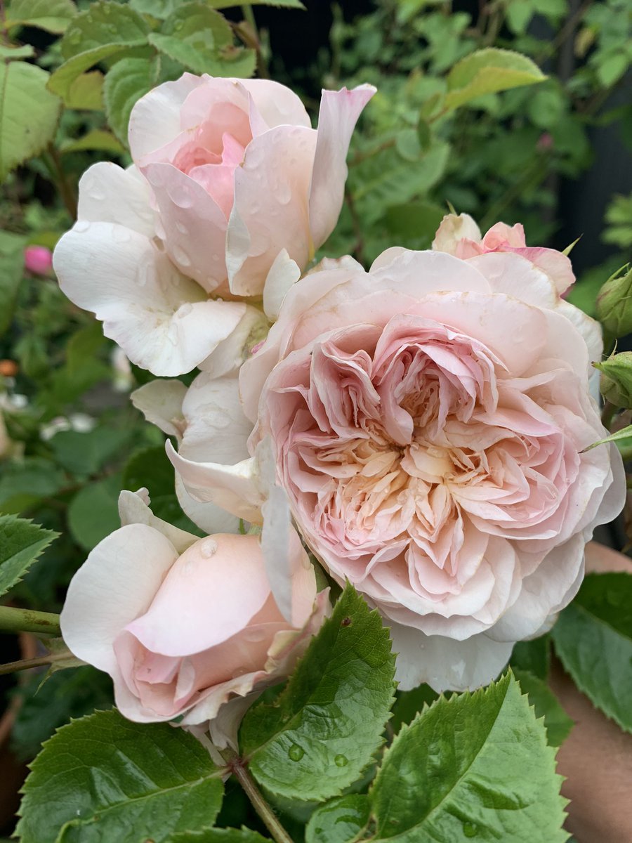 No filter needed on these, just blooming marvellous @david_austin_roses #emilybronte #englishfragrantrose #pottedroses