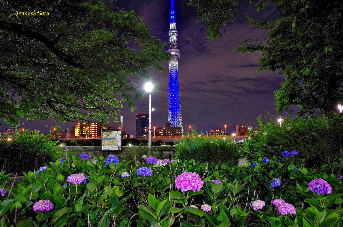 Shinya 浅草 空 V Twitter 5月 紫陽花 月 Moon 等 東京スカイツリー ライトアップ コロナに打ち勝とう ブルー ライティング 隅田公園 あじさい 隅田川 Flower 紫陽花ロード 浅草 紫陽花 アジサイ あじさい 隅田公園 スカイツリー 東京スカイツリー 花