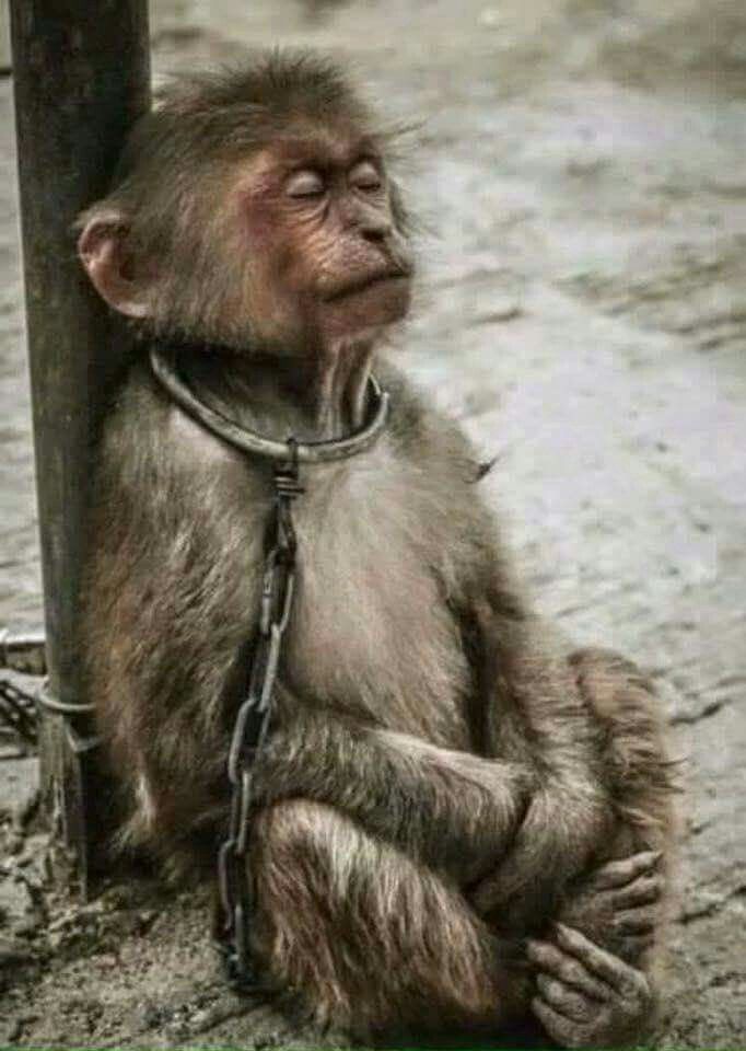 Ecogranjero's tweet photo. "Algún día lo absurdo de la creencia universal humana en la esclavitud animal será tangible. Recién entonces habremos descubierto nuestras almas y seremos dignos de compartir este mundo con ellos" - Martin Luther King https://t.co/TU9ZatE9DS