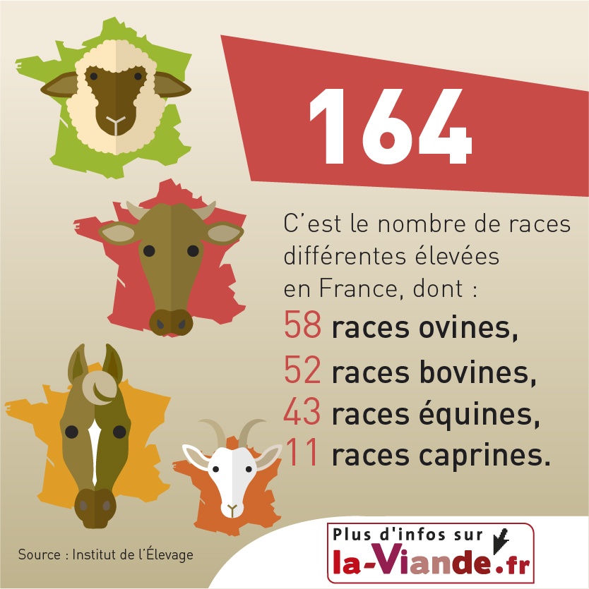 Le saviez-vous ❓
L'élevage, c'est aussi une diversité de races. Qu'elles soient bovines 🐂, équines 🐎, ovines 🐑 et caprines 🐐, il existe 164 races différentes en France 🇫🇷
 <a href="/Interbev_fr/">Interbev</a> <a href="/la_viande_fr/">la-Viande</a> <a href="/FRSEA_PDL/">FRSEA_PdeL</a> <a href="/JApaysdelaloire/">Jeunes Agriculteurs Pays de la Loire (JA PdL)</a>