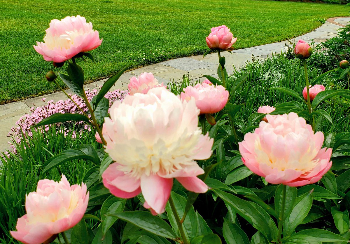 Celebrating all beauty.

#flowers #florals #interiorplants #exteriorlandscaping