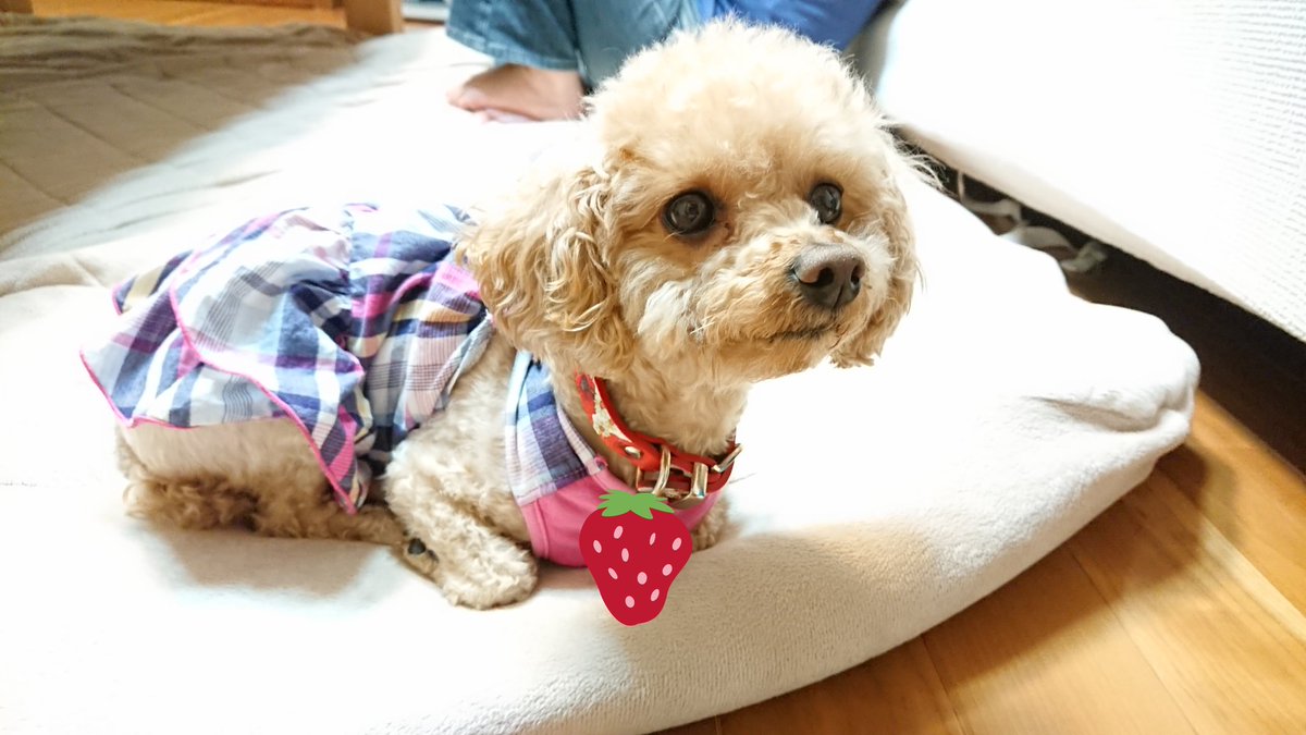 エリオ トイプードル 夏服のなー田舎の家の子供感が好きなんじゃよー トイプードル プードル Toypoodle Poodle