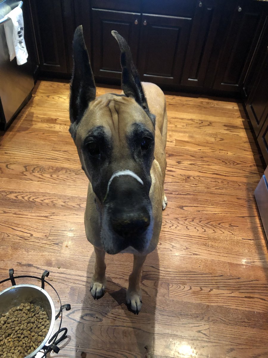 HallieBezner's tweet image. GOOB MORNING I SOWWY I SLOBBERED ON MY OWN HEAD BUT U CAN STILL HAZ A KISS IF U WANT ONE #greatdaneproblems