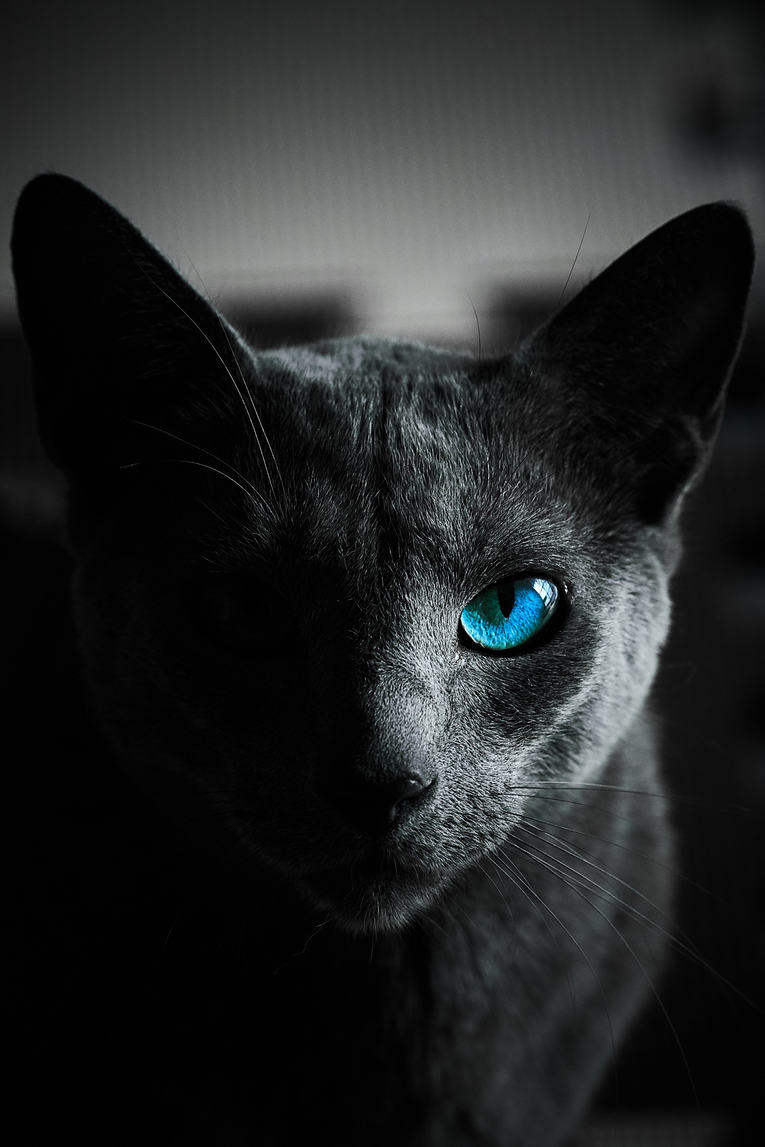 تويتر 青ちゃん على تويتر Rt Silky0702 6月4日はロシアンブルーの日 ロシアンブルーの日 ってことでうちの ロシアンブルーです T Co Cypopqnkvt