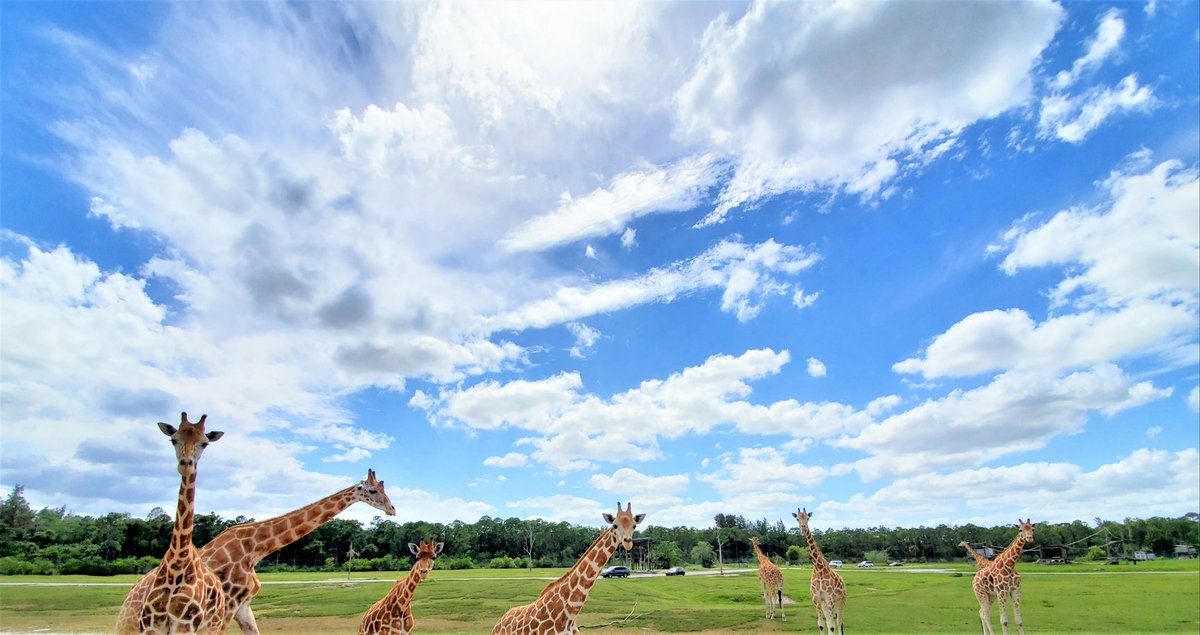 LionCountry's tweet photo. We're almost sold out for this weekend! Don't forget to pre-purchase your tickets online for reduced admission for the drive-through only (for less than half of regular adult admission!).
Purchase tickets here: https://t.co/lA84qhld0R https://t.co/rQXunXyzVY