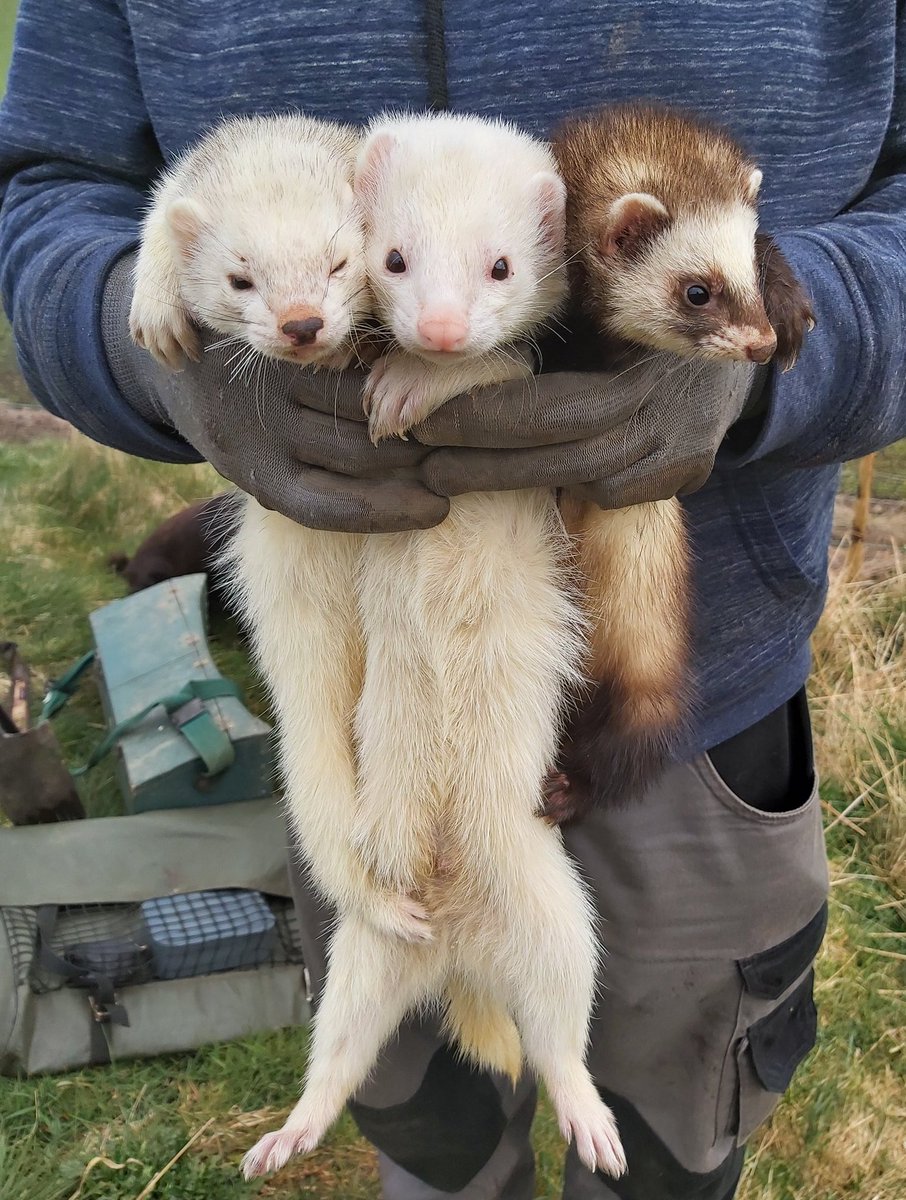 We have roughly 10 ferrets in each 'team'.They have both male (hob) and female (jill) ferrets. This is because they work differently, with the hobs going much deeper through a Warren than the smaller females.