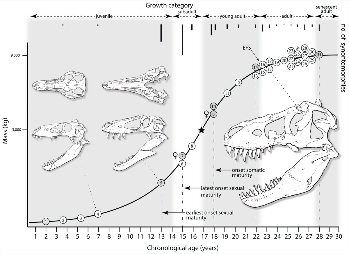 TomHoltzPaleo's tweet image. From Carr (2020): Tyrannosaurus rex skull ontogeny in brief