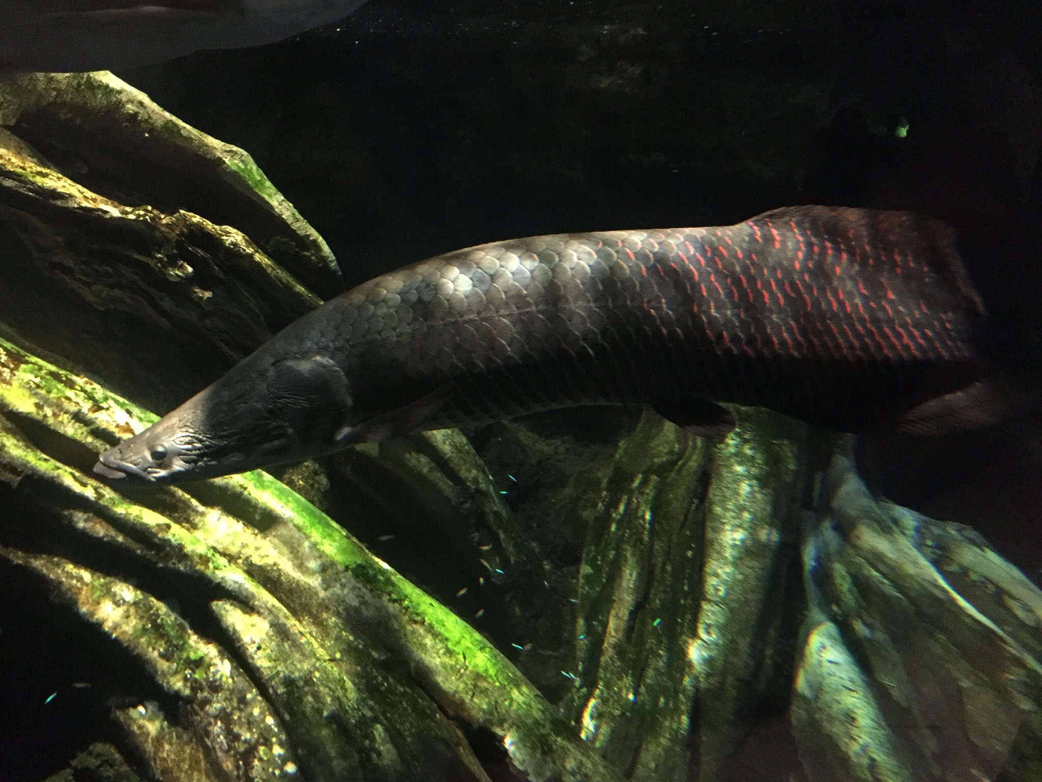 スタープレデター 科博好き A Twitter ピラルクたそ釣ったよ アマゾン川に生息しているピラルク 淡水性の魚類ではかなりの大きさを誇り現地では食用として養殖もされているとか 1億年もの間姿形を変えてないことから生きた化石として扱われている あつまれどうぶつ