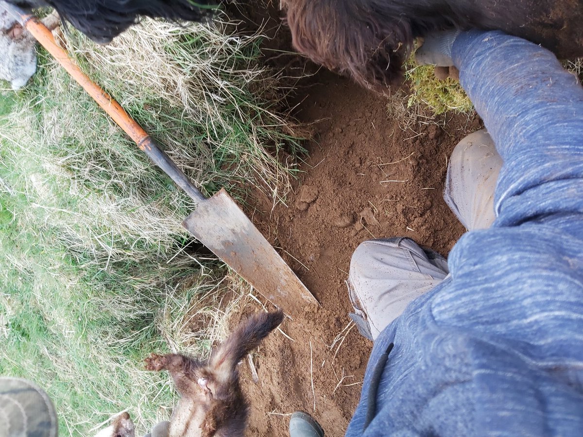 She, sorry, she's a jill. Anyway, we use the collars on trusted 'hanging on' ferrets so that we can dig to them and get them out, and their killed rabbit.We wouldn't leave one behind!