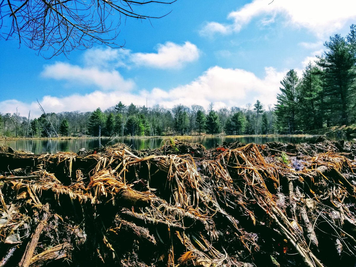 Forestwalk's tweet photo. The beaver is nature's best waterway engineer! I am always amazed! #beaverphotograpy #forestwalker #forest #engineer #NaturePhotography #gratitude #beaverponds https://t.co/EZBo2QyX1C