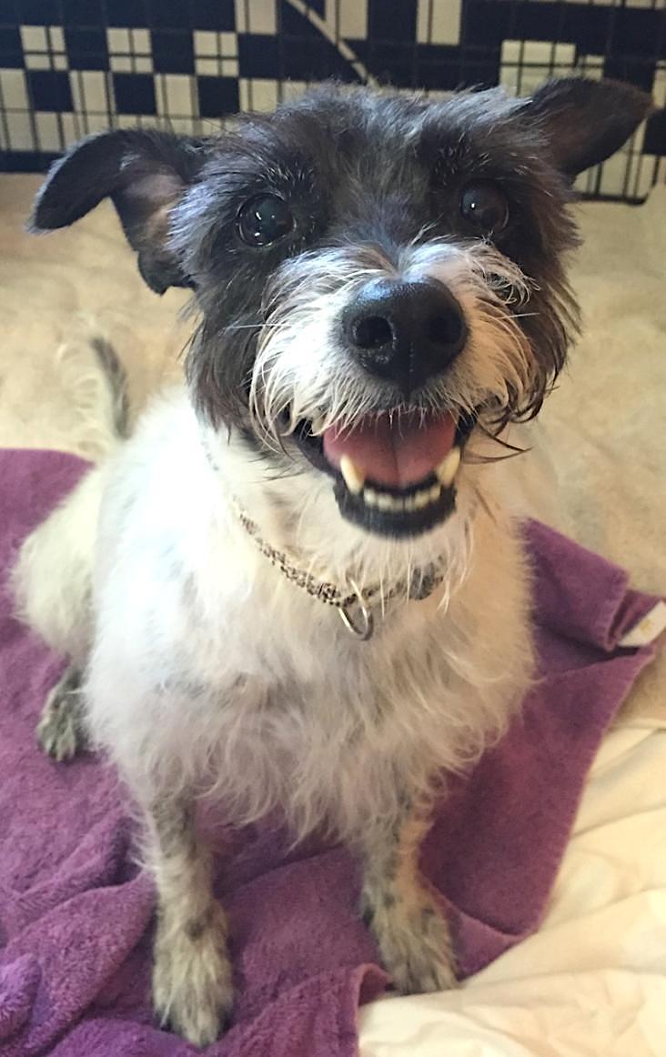 Good morning from our sweet new arrivals, Alton &amp; Chino 🥰❤️ Both boys are 8-years-old and dog friendly ✨
*Reminder- you no longer need an appointment to visit our adoptable animals! We are open Tuesday, Thursday, Friday, and Saturday 9:30am - 3:00pm 🐾