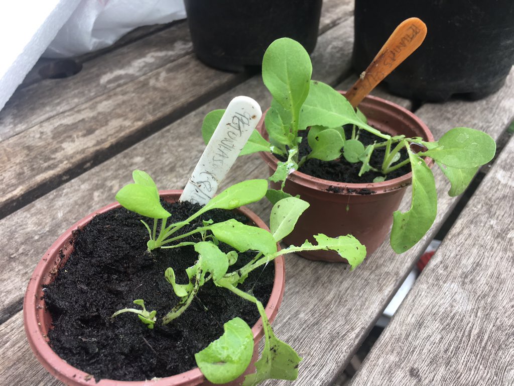 A snail or slug somehow got into my zipped up mini greenhouse and ate all my fucking petunias. I've been growing these for 6 weeks: every single one has been demolished. 