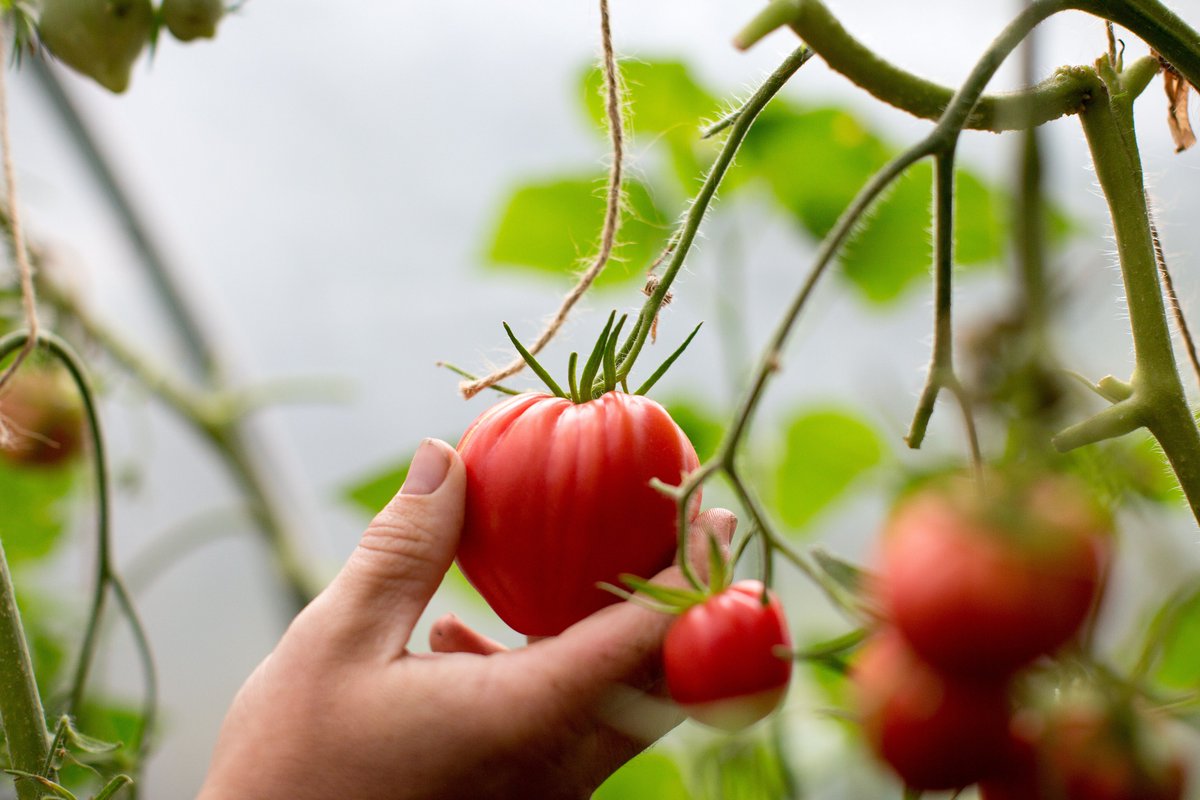 This week marks <a href="/GYOWellbeingWk/">National Growing for Wellbeing Week</a>. To celebrate, our Making Space for Nature team is giving away free salad kits to #Thamesmead residents so that you can grow food at home. To apply for your free kit, click here: bit.ly/3cjoMEp #GYO #wellbeing #getsetsow  #TMNature