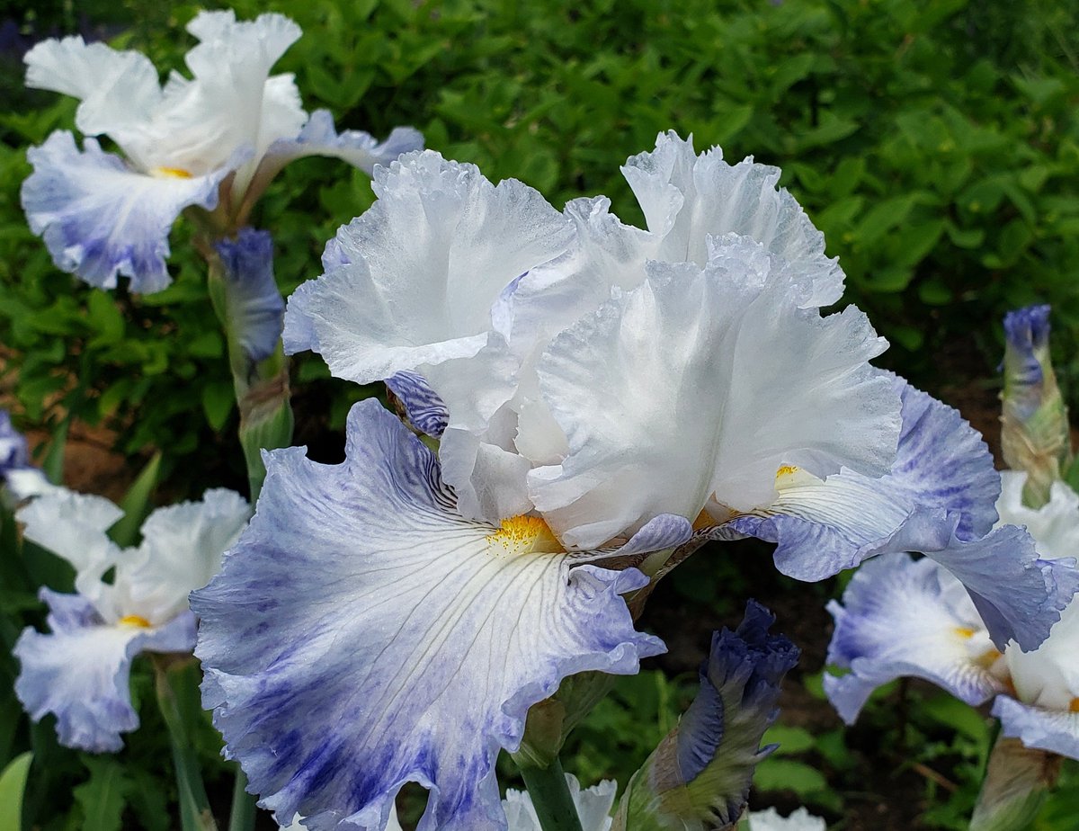 GardenOpus's tweet image. POISE! Reblooming TB Iris 'Autumn Breeze' (Mike Sutton, 2012) is a tall drink of cool water at 42", with gigantic, 7" wide open-centered flowers on impressive stalks. Rated reliable for 2+ Fall rebloom cycles Zone 5, plant has become massive - hoping this is my year!🤞Iridaceae