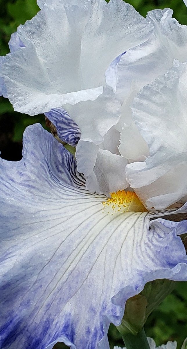 GardenOpus's tweet image. POISE! Reblooming TB Iris 'Autumn Breeze' (Mike Sutton, 2012) is a tall drink of cool water at 42", with gigantic, 7" wide open-centered flowers on impressive stalks. Rated reliable for 2+ Fall rebloom cycles Zone 5, plant has become massive - hoping this is my year!🤞Iridaceae