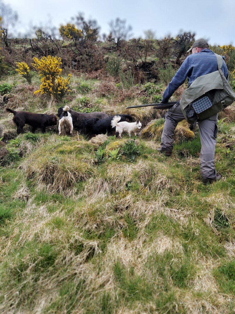 A bolting rabbit is shot.Unless we are using nets, in which case it tangles in the net and we kill it by hand.Dogs do not come with us long netting, nor do they chase a flushed rabbit. These are our trained gundogs so they freeze.Yes, chihuahuas can smell rabbits in holes!