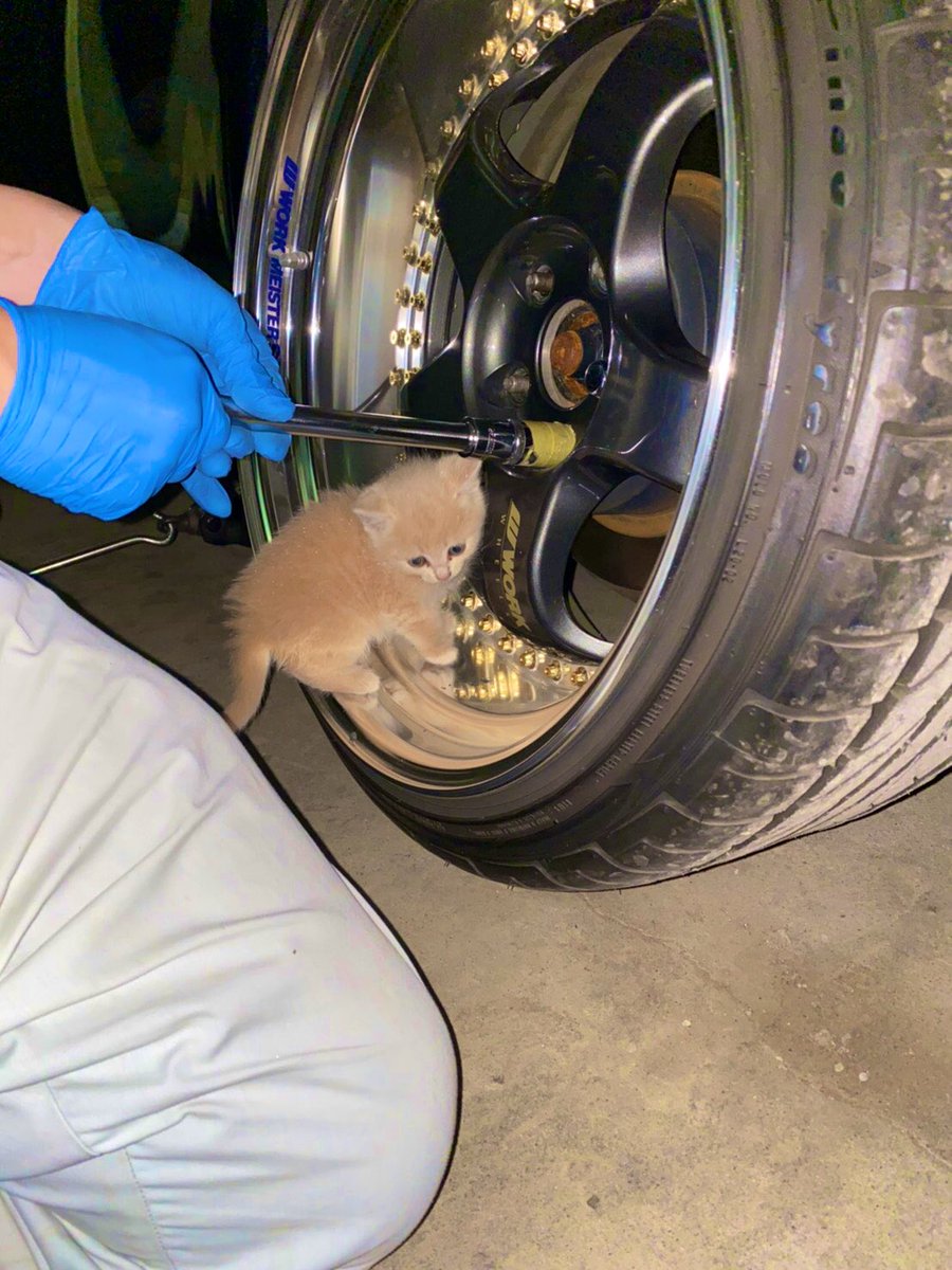 田舎だと自分家で車いじってると野良子猫が訪ねてきます🤦
子猫のせいでホイール2本交換するのに２時間かかった💭