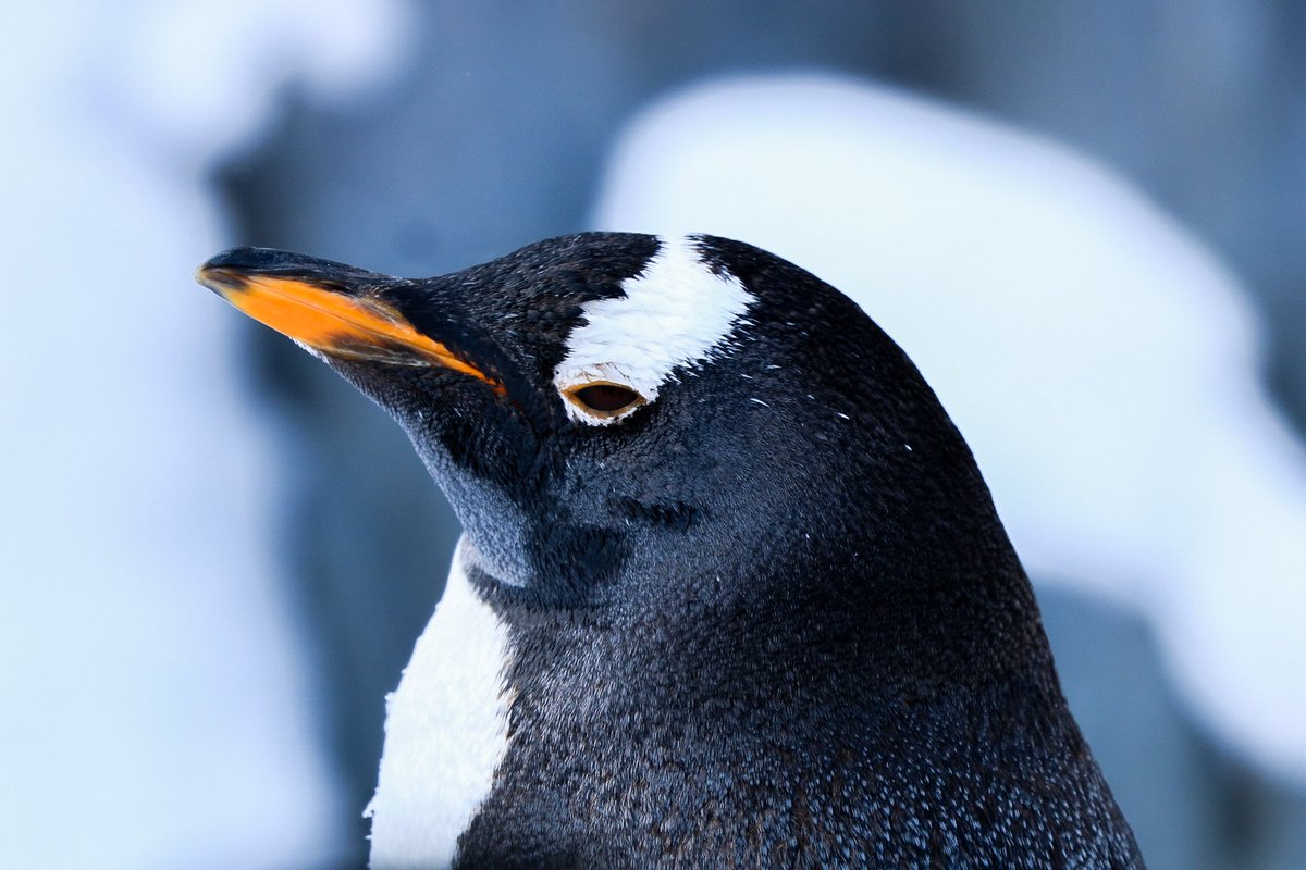 本当に悲しい。 5月12日に旭山動物園のジェンツーペンギン37番が
