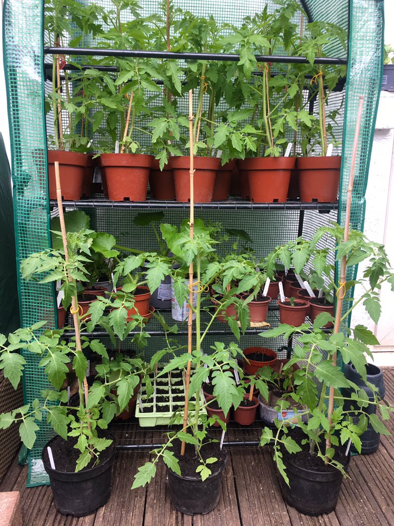 3 of my 31 (!!) tomato plants, getting to be a decent size, I think. Too big to live with their siblings in the greenhouse now though, looks like another cool night wrapped in fleece...