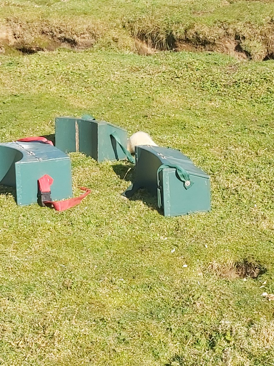 There's always one ferret who forgets what it's doing and hangs around the boxes 