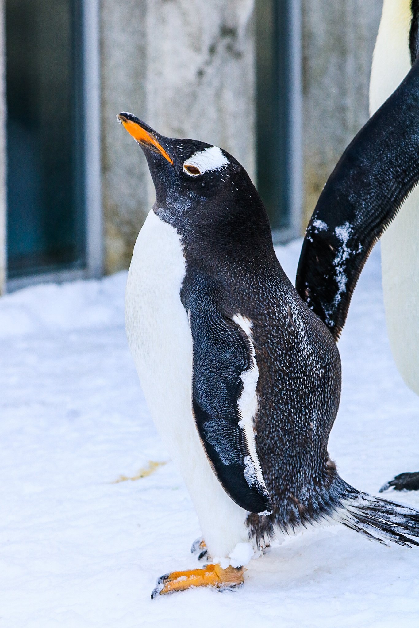 ペンギン ビッグサイズ フィギュア ジェンツーペンギン | ゆめ画材