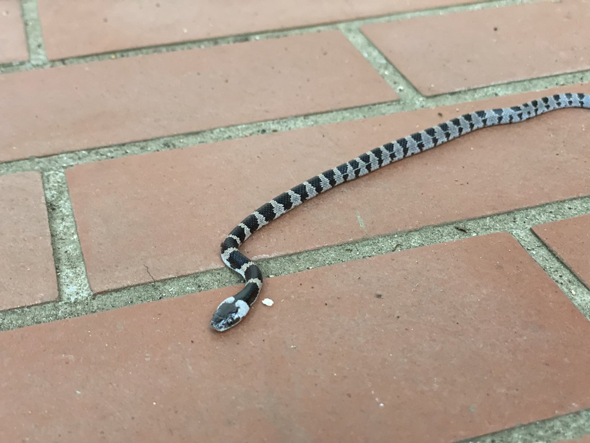 Keishi Kamada A Twitter 玄関の前に小さなヘビがいたんだけど これの種類わかる方いますか アオダイショウでもマムシでも無いような 誰か教えて へび 蛇 誰か教えて