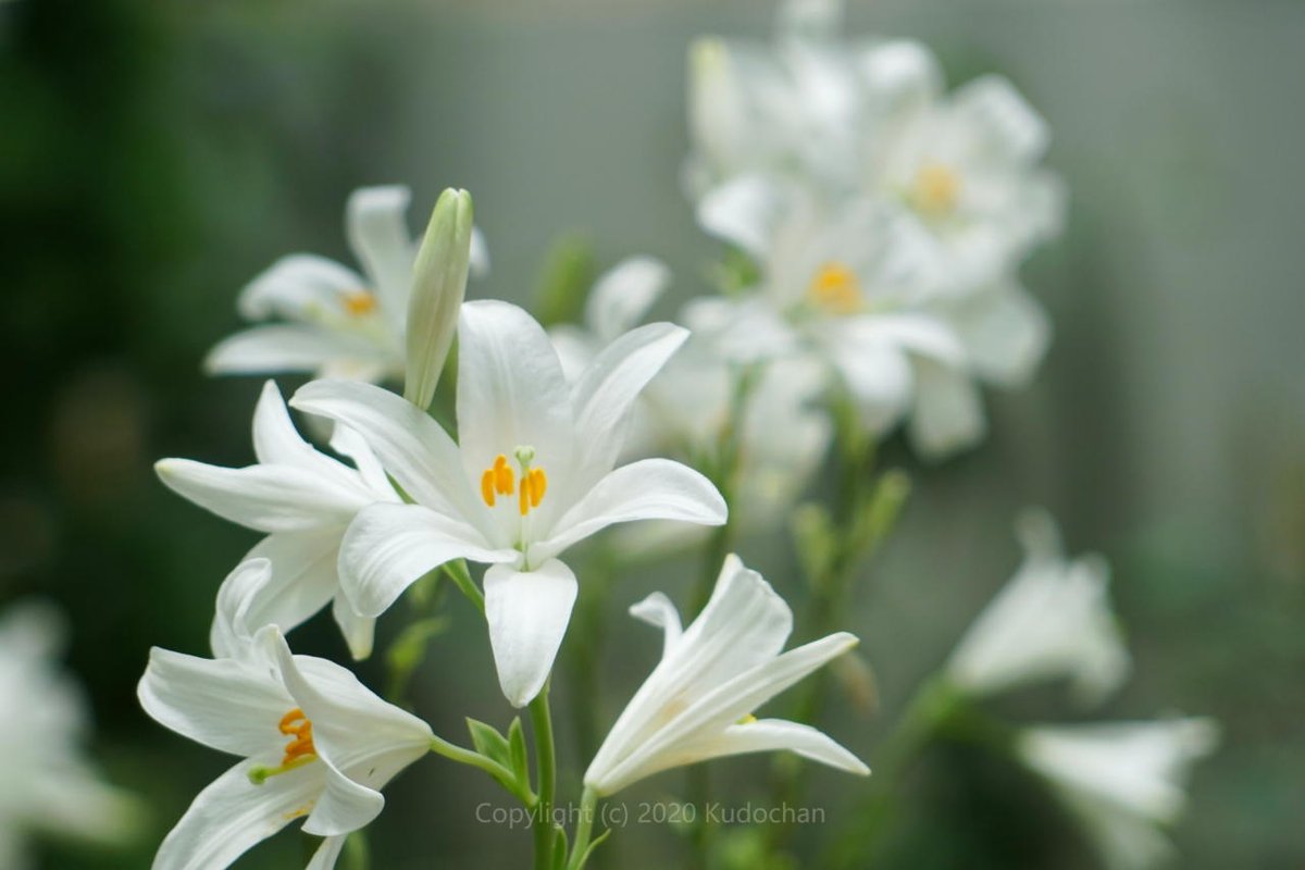 Kudochan Sur Twitter 純白のマドンナリリーが綺麗でした 花言葉の通り清らかで美しいユリでした ユリ マドンナリリー Tlを花でいっぱいにしよう