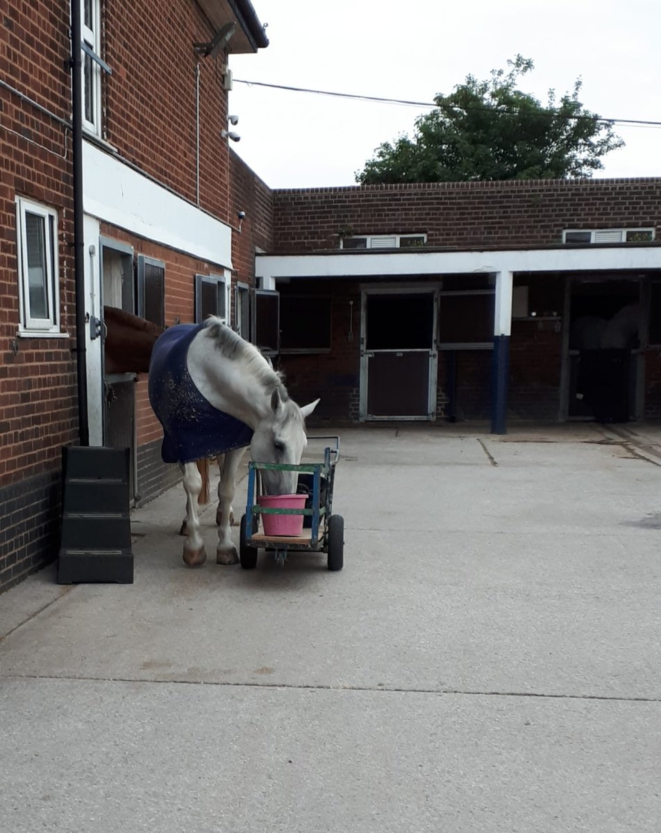 MerPolMounted's tweet photo. Ned woke up on the naughty side today! He managed to sneakily escape and first place he went was to the feed trolley to check that all the feed buckets were empty. He can’t get enough of @BaileysFeeds. #StandTall #PHNed #NaughtyNed #BackToBedNed #BaileysHorseFeed https://t.co/q82CdocS4b