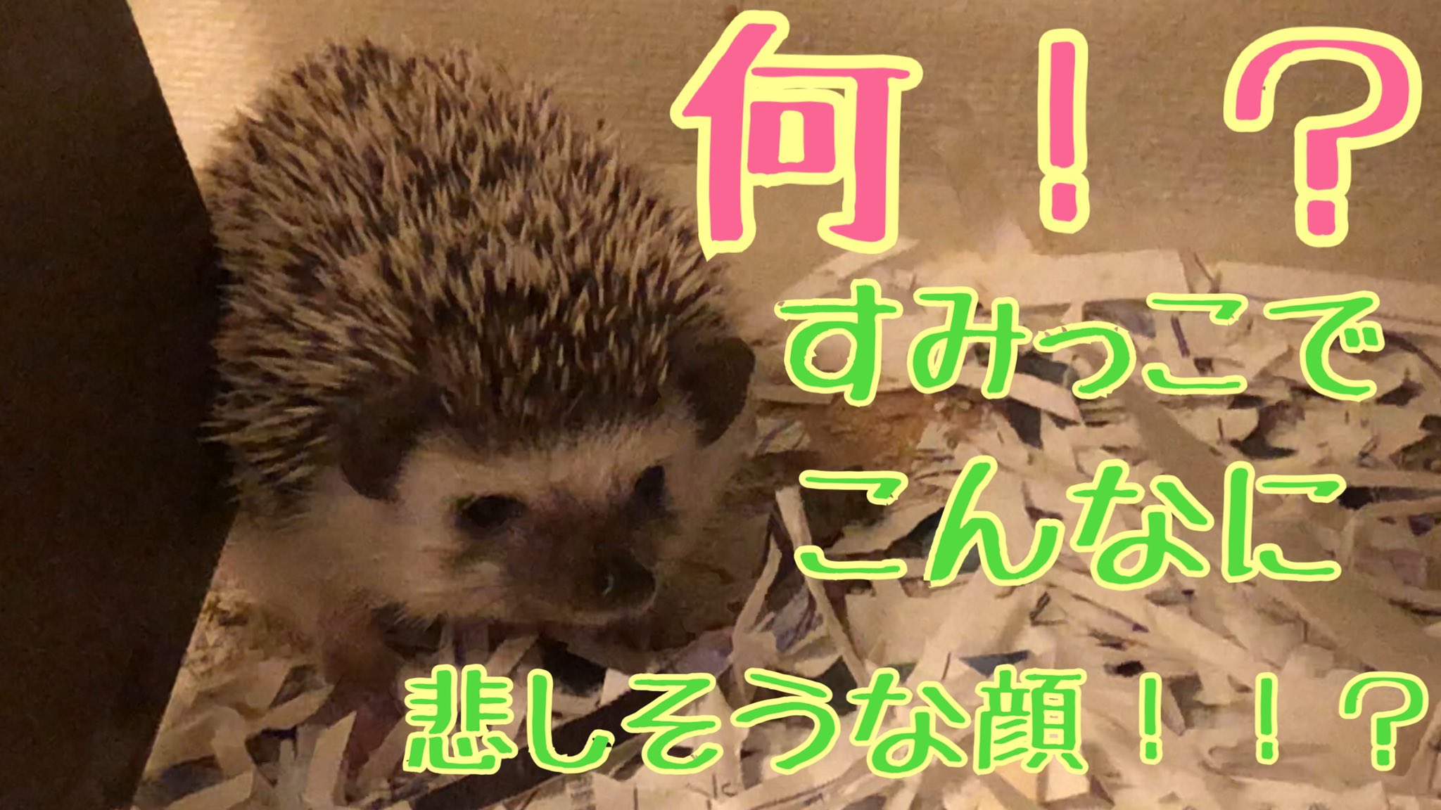 動画屋 フォロバほぼ100 Hariharimogmog Twitter