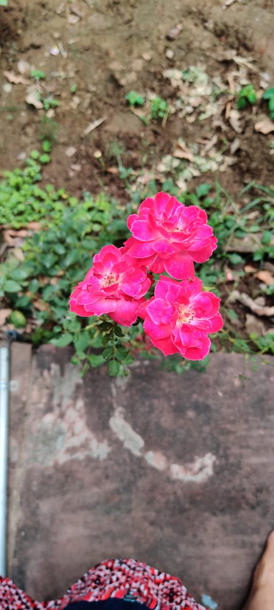 i_BABITA_TYAG_i's tweet image. #ThreeInOne ☺️☺️