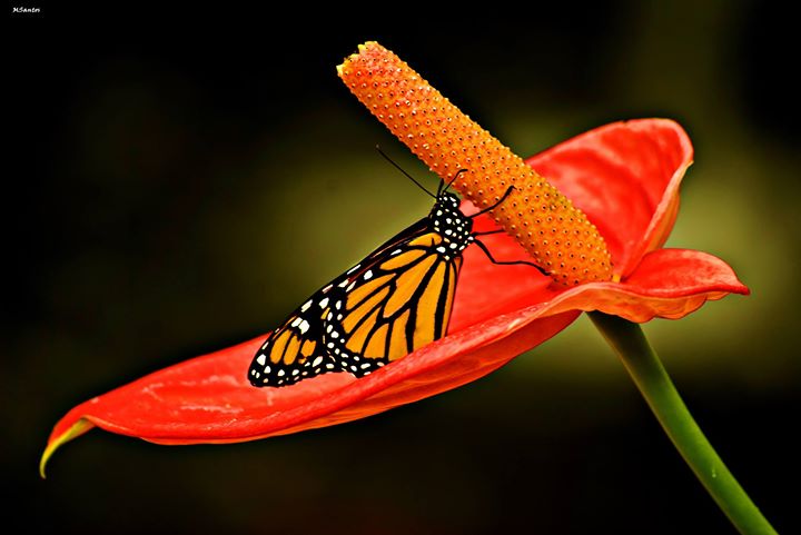 #MariposariodeBenalmadena 
#BenalmadenaButterflyPark
#Mariposas #Monarcas