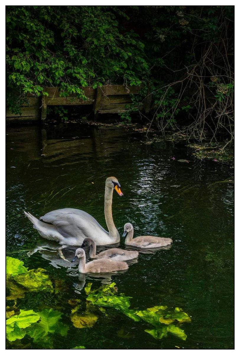 subatomic012's tweet photo. Three images of animals on the meadows in Sudbury making the most of the sunshine and warm weather yesterday.
©️ S. Muston Photography
#cow #swans #babyswans #wildlife #wildlifephotography #sudbury #suffolk #outdoors #outforawalk #meadows #animals #animalphotography #animalimages https://t.co/zMQRKB4X4w