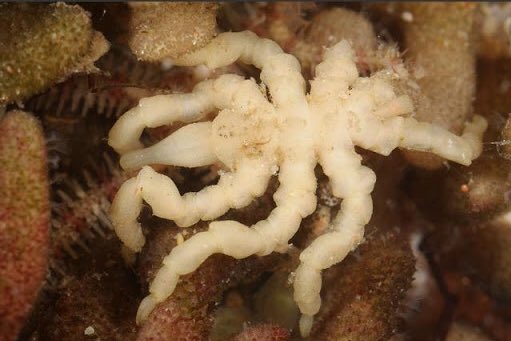 Here’s a looking funny guyPycnogonum litorale.This sea spider is widely distributed across Europe and inhabits waters around 1000-4000m in depth. It has a much more stout appearance than most sea spiders you see online. They have a max legspan of about 5cm.