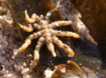 Here’s a looking funny guyPycnogonum litorale.This sea spider is widely distributed across Europe and inhabits waters around 1000-4000m in depth. It has a much more stout appearance than most sea spiders you see online. They have a max legspan of about 5cm.