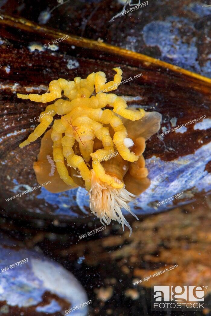 Here’s a looking funny guyPycnogonum litorale.This sea spider is widely distributed across Europe and inhabits waters around 1000-4000m in depth. It has a much more stout appearance than most sea spiders you see online. They have a max legspan of about 5cm.
