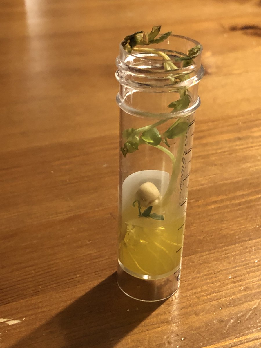 DrJoScience's tweet photo. #Day74 #ScienceActivity
Grow a bean! If you don't have any seeds to plant, you could always try planting a slice a tomato in some some soil! Remember plants need light, water and the right temperature to grow.
I love these tube kits from @plantletculture
#ScienceFromHome https://t.co/3jALRUExxf