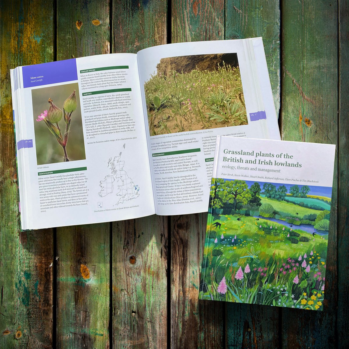 LTDdesigncon's tweet photo. An important book about Grassland habitats, across Britain and Ireland, LTD designed the layout of this #naturalhistorybook for the @bsbibotany. A long time in the making, it had amazing photography and a beautiful cover illustration by @carry_akroyd. #bookdesign https://t.co/aHh96AlLEx