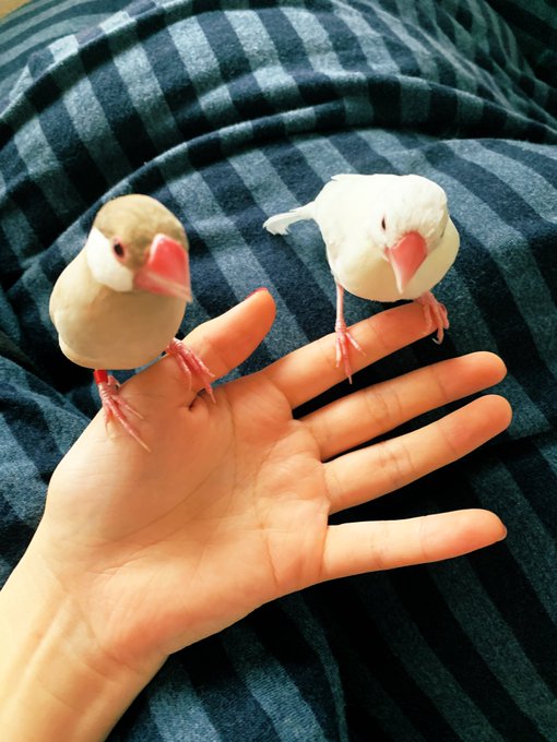 ムーチョ志織の七変化のtwitterイラスト検索結果 ムーチョ志織の七変化のtwitterイラスト検索結果